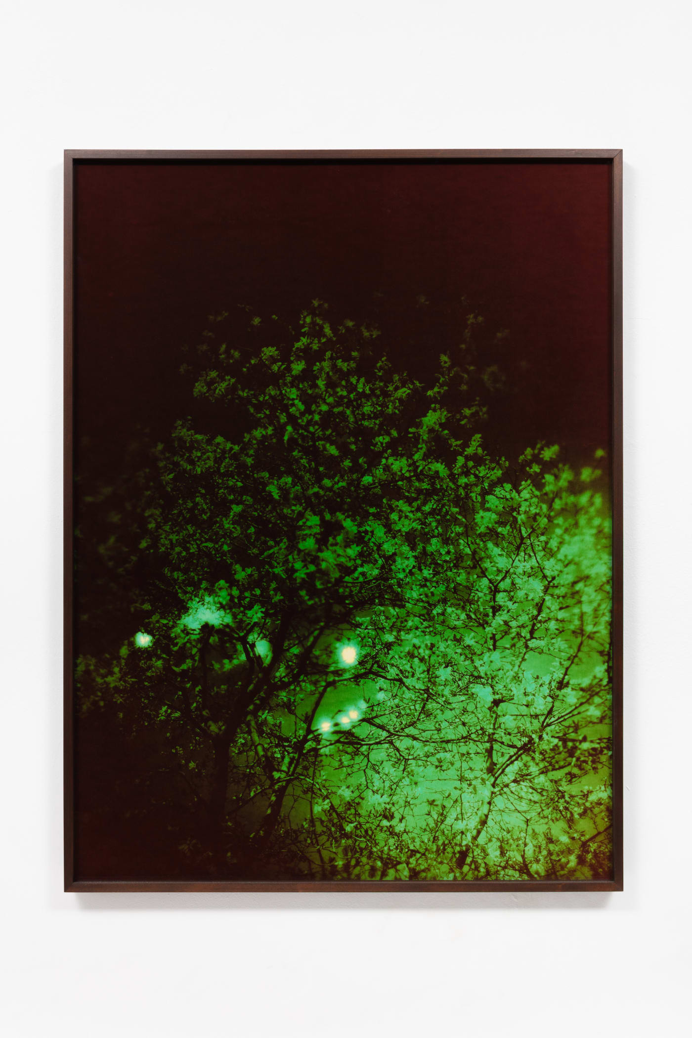 André Feliciano, vaga-lumes fotográficos, série prospect park 10, 2020