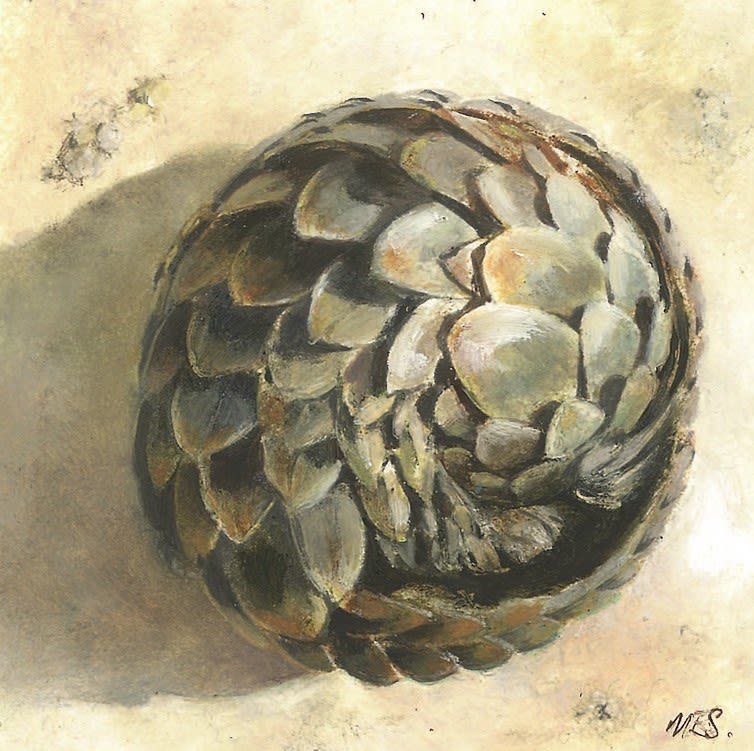 Mandy Shepherd, Pangolin 2
