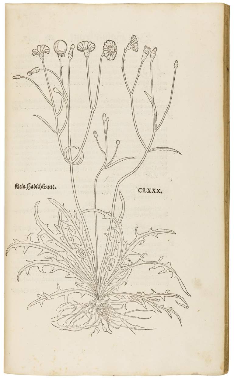 Seminal Botany Book with Lifelike Woodcuts