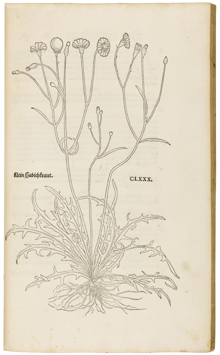 New Kreüterbuch
