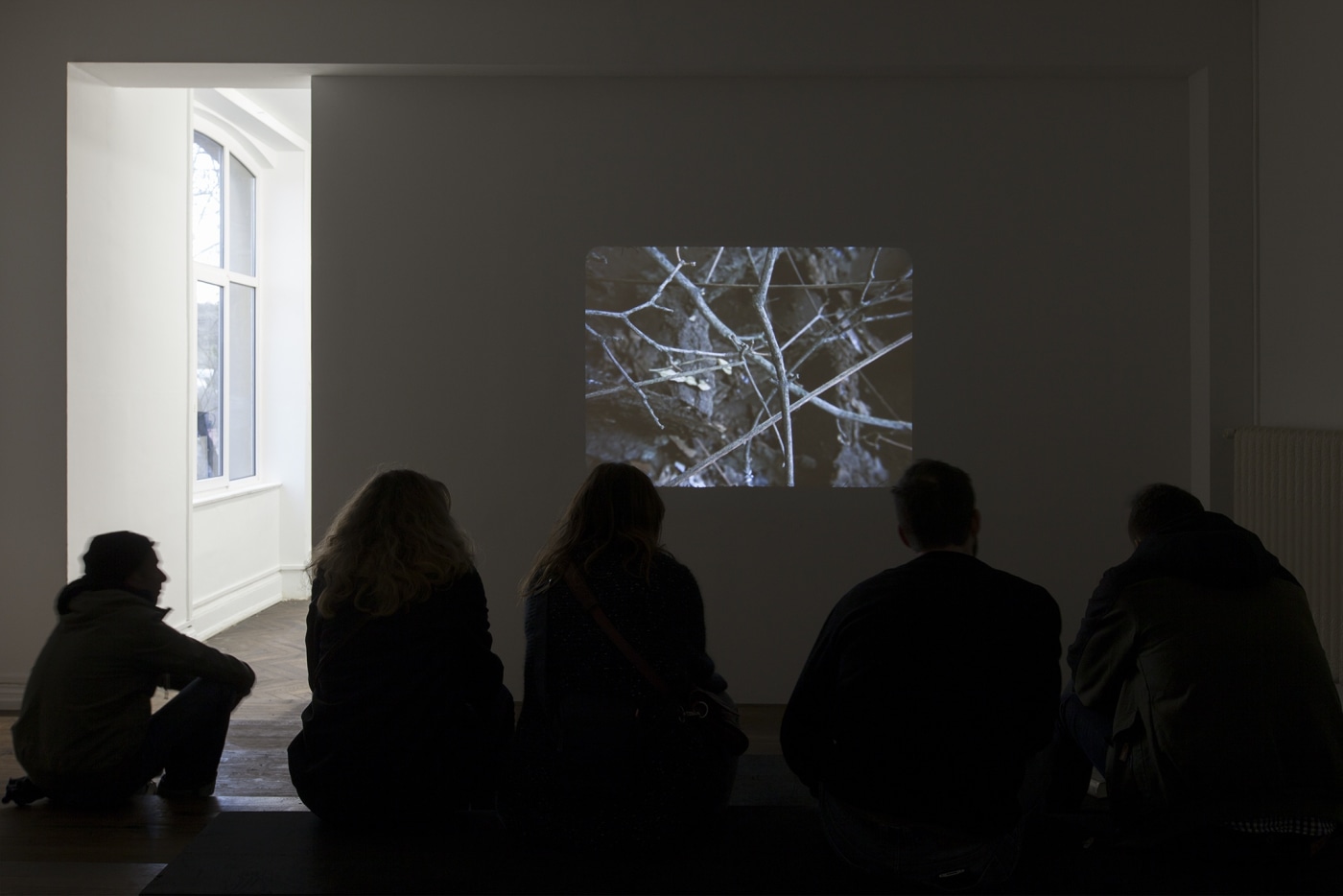 Dsm Phasmides 2008 2012 2