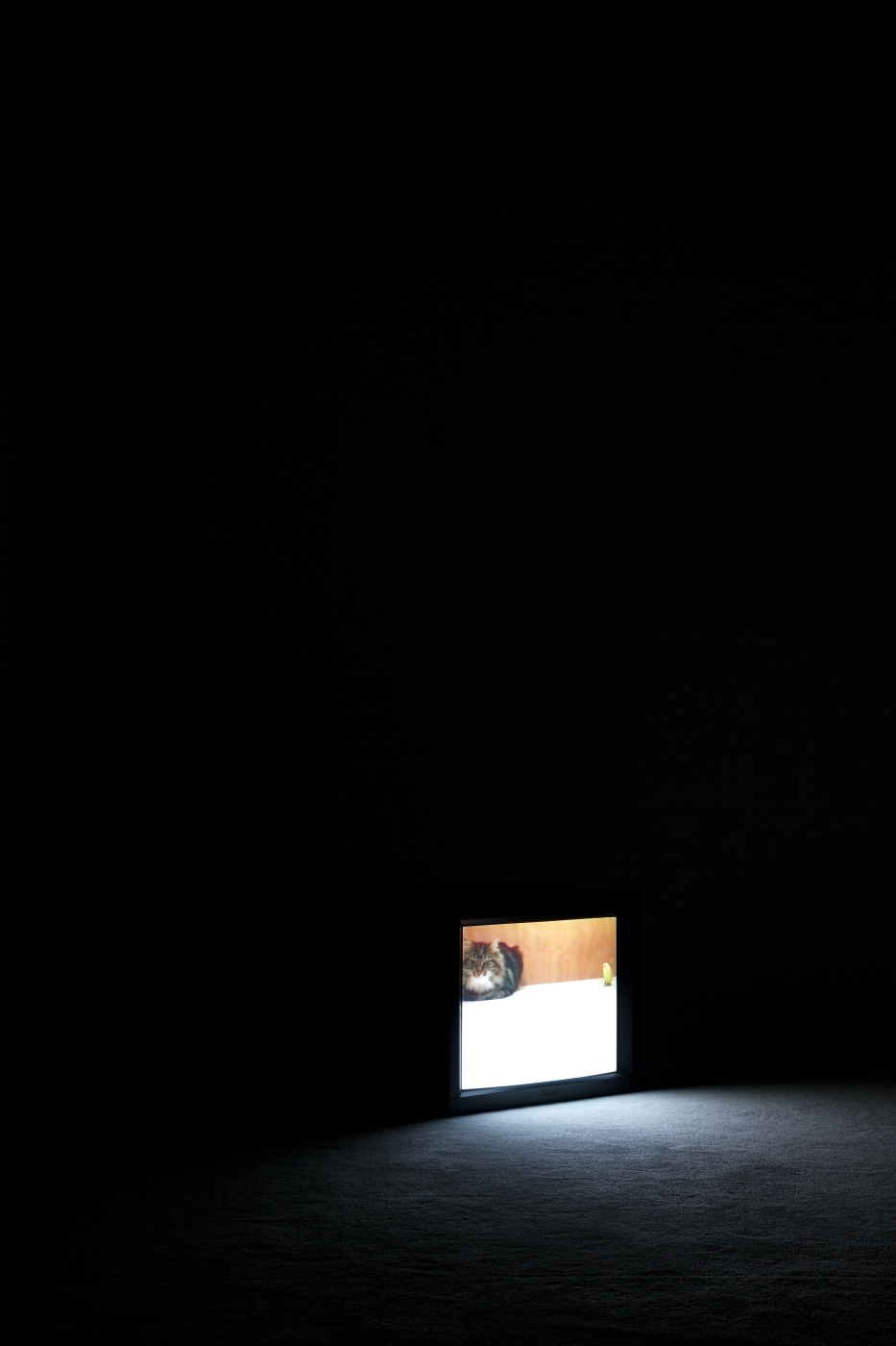 Cat Bird In Peace Installed Wiels Brussels 2011 Photo Credit Jef Jacobs 01