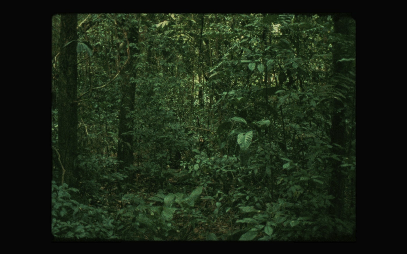 Steegmann 16Mm 30Bsp