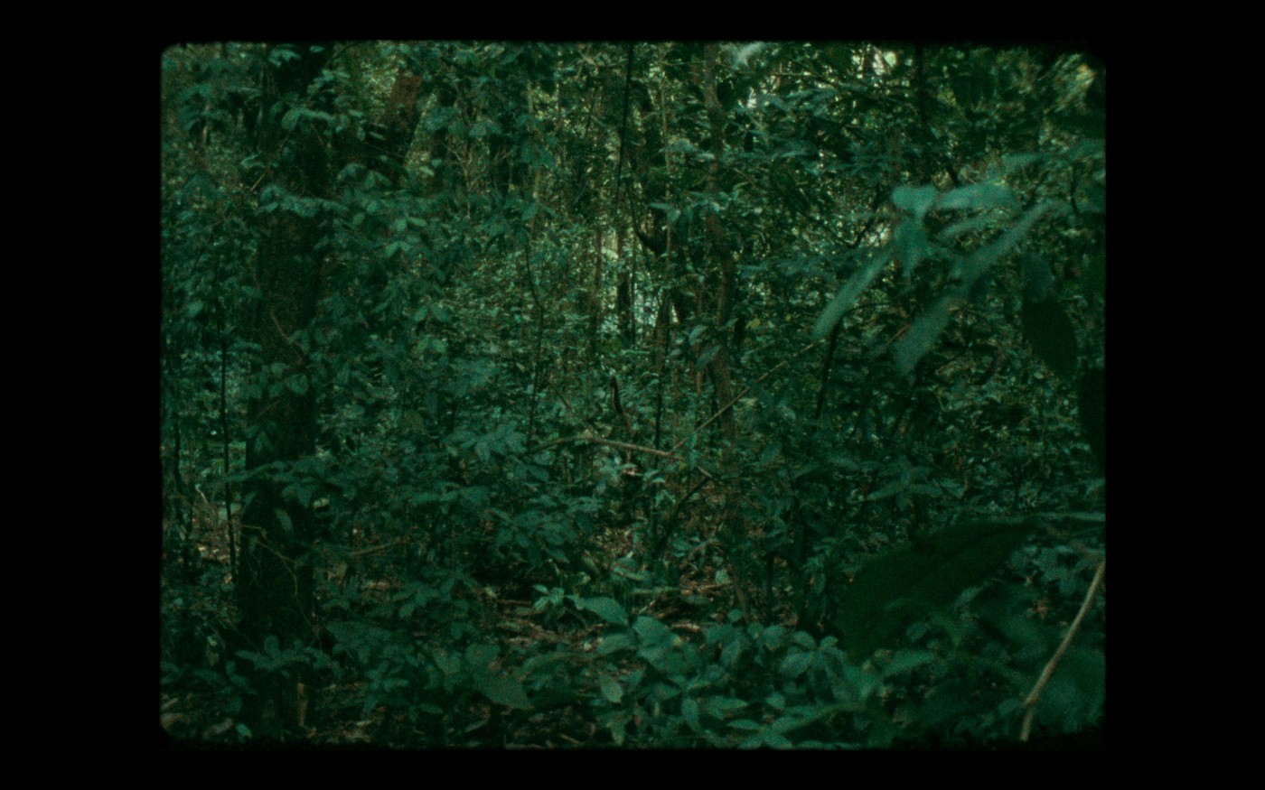 Steegmann 16Mm 30Bsp 04