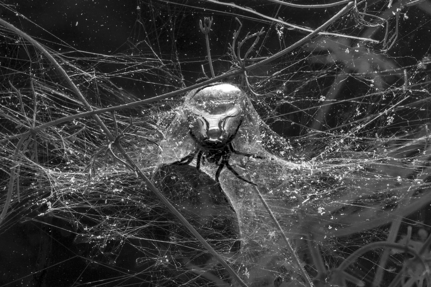 00 Spiders Underwater 00323