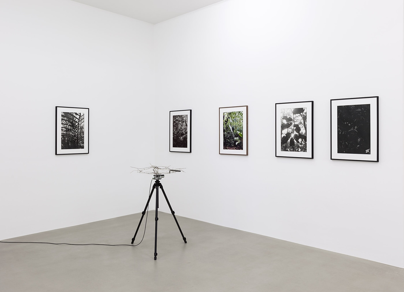 Dsm Spiral Forest Kingdom Of All The Animals And All The Beasts Is My Name 2015 3