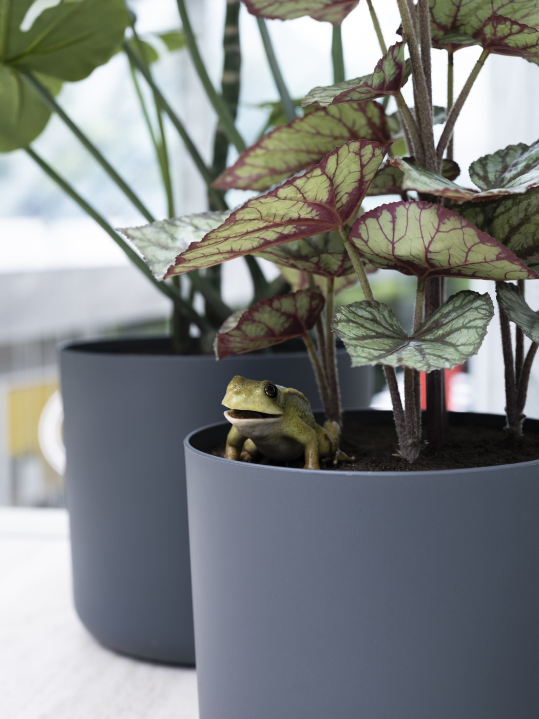 You Complete Me Or I See Things You Can T See A Frog S Tale