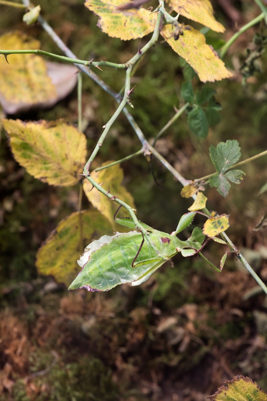 2017 Dsm Lyon Biennale 12