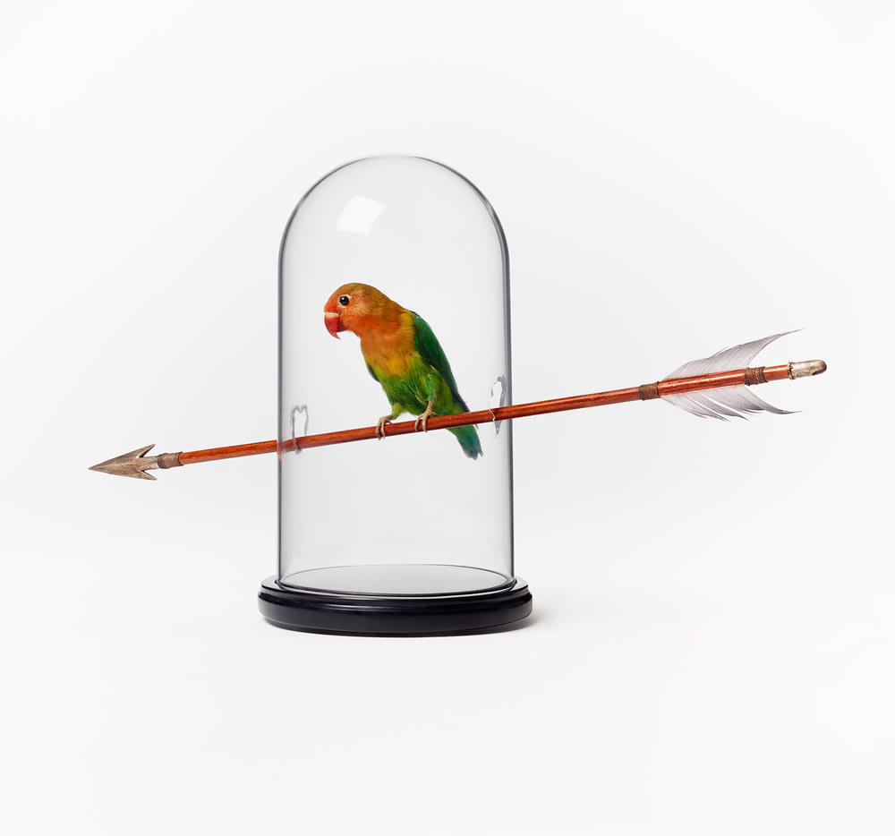 Nancy Fouts (1945 - 2019) Bird Arrow, 5 Taxidermy bird, metal arrow head, feathers 27 x 50 x 15.5 cm...