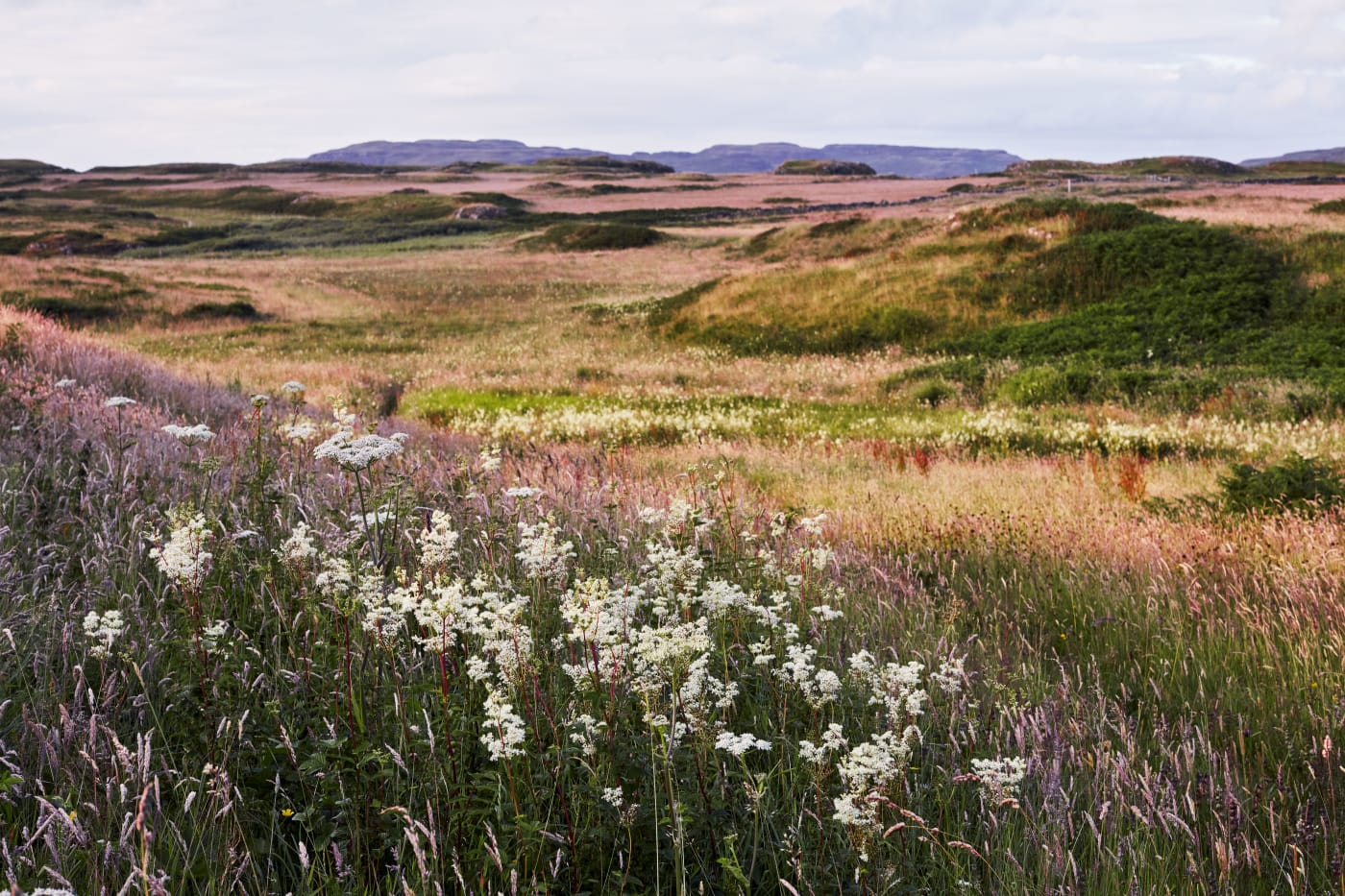 Flowering photograph by Hugo Rittson Thomas