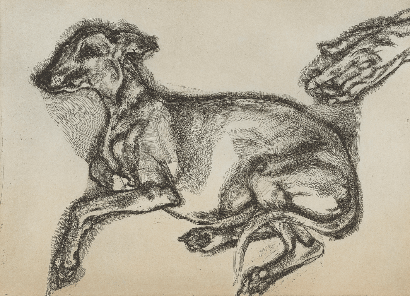 Lucien Freud, etching of a whippet