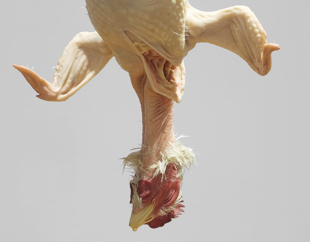 Mueck’s sculptures invite an empathetic engagement with their subjects, whether a human figure or, as in Still Life (2009), the...