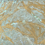 Patina 57, 2022