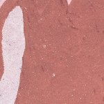 Kate Groobey, Rose, 2024