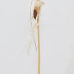 Luca Vanello, Taking refuge between blind actors, turgid stomata guide perspiring limb (Fragments 4), 2022