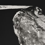 lithograph by Fritz Scholder