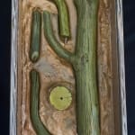 Cactus Box by Wes Mills
