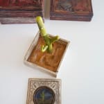 Cactus Box by Wes Mills