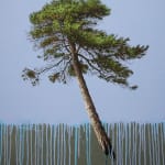 Duane Nickerson, Willow Wind, 2017
