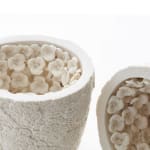 Hitomi Hosono, A Tall Round Zenmai, Mizukusa and Daisy Box, 2023