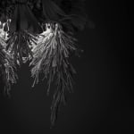 Junko Mori, Moss Ginkgo, 2013