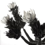 Junko Mori, Moss Ginkgo, 2013