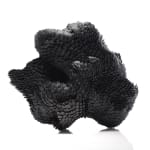 Junko Mori, Moss Ginkgo, 2013