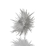 Junko Mori, Propagation Project; Botany, 2024