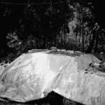 Fiona Ones, Evening Dive, 2016