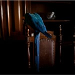 João Castilho, Serie Lote Vago , 2007