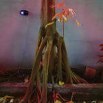 Richard Mosse, Tree in the Home of Elaine Arruda, Artist, Belem, Pará, 2023