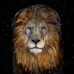 David Yarrow, The Statesman