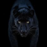 David Yarrow, The Statesman