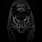 David Yarrow, The Statesman