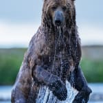 David Yarrow, The Statesman