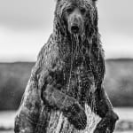 David Yarrow, The Statesman