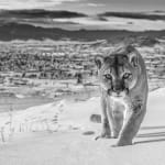 David Yarrow, The Statesman