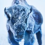David Yarrow, The Push West