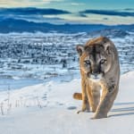 David Yarrow, The Statesman