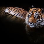 David Yarrow, True Grit