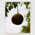 Roe Ethridge, Orange Grove # 8, 2004