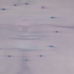 Heath Wae, The Flower Has No Petal , 2025