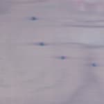 Heath Wae, The Flower Has No Petal , 2025