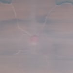 Heath Wae, The Flower Has No Petal , 2025