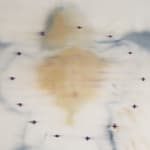 Heath Wae, The Flower Has No Petal , 2025