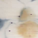 Heath Wae, The Flower Has No Petal , 2025