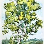 tree, portrait, maine, woods, acadia national park, birch, art, painting, maine, mdi, mount desert island