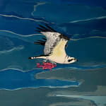 osprey, fish, sky, clouds, bird, nature, blue, pink
