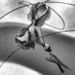 Suruchi Choksi, Untitled