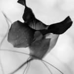 Suruchi Choksi, Untitled